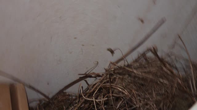 HANGING GARDEN BIRD NEST