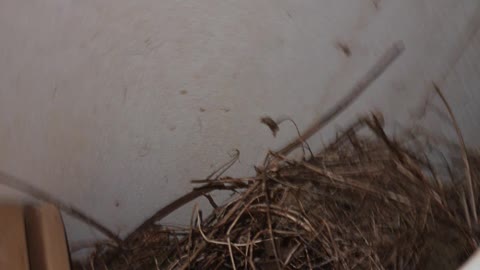 HANGING GARDEN BIRD NEST