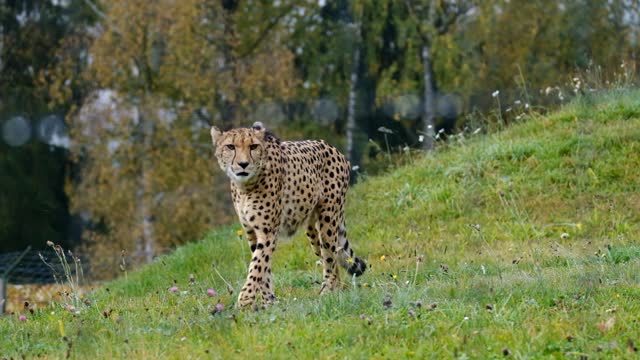 Terrifying wild leopard predator