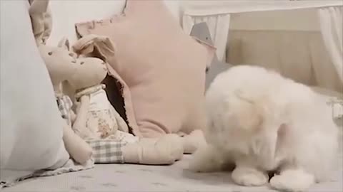 Baby Dogs Cute Video 🥰 Compilation