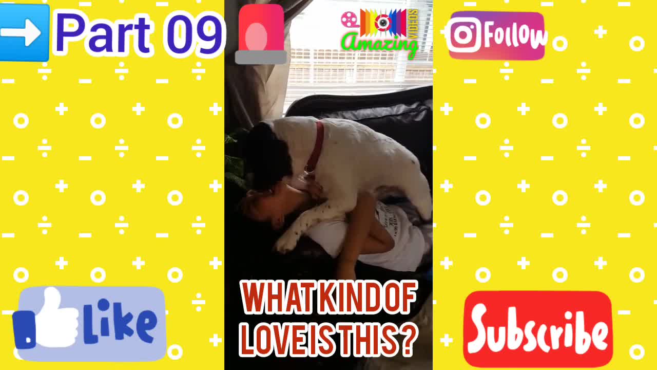 WoW Amazing🤩Dog🐕‍🦺Lover🐕Part 09💋Kissing Dog🐶Video🦮Animal😍Dog Lover🐕Amazing🧐Shorts😳Reels📢Videos😁📸