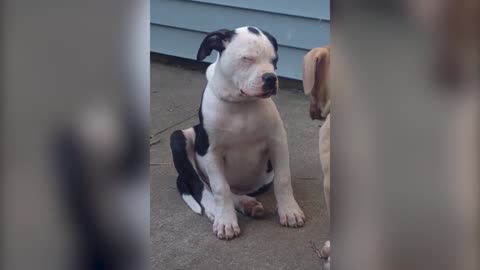 Two Cute Dogs Are About To Fall Asleep