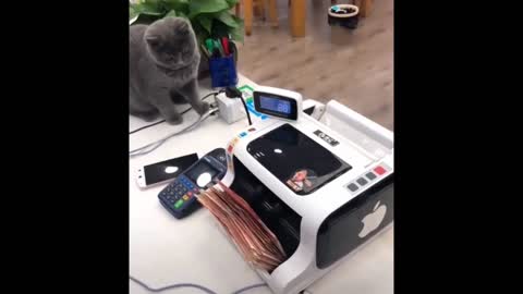 Funny Cats Laughing🐱 Don't Try To Stop🤣 -Funniest Cats Ever