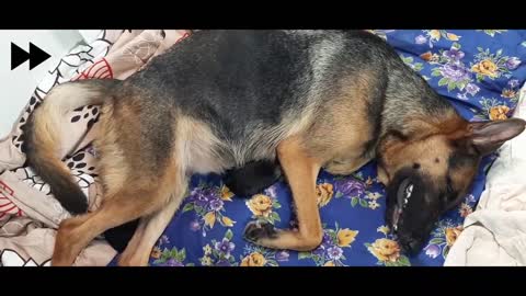 German Shepherd Giving birth to 9 puppies