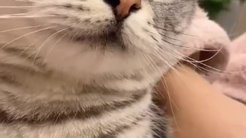 Cute Cats and Funny Animals Compilation 😹 Try Not To Laugh Challenge - Cute Cat
