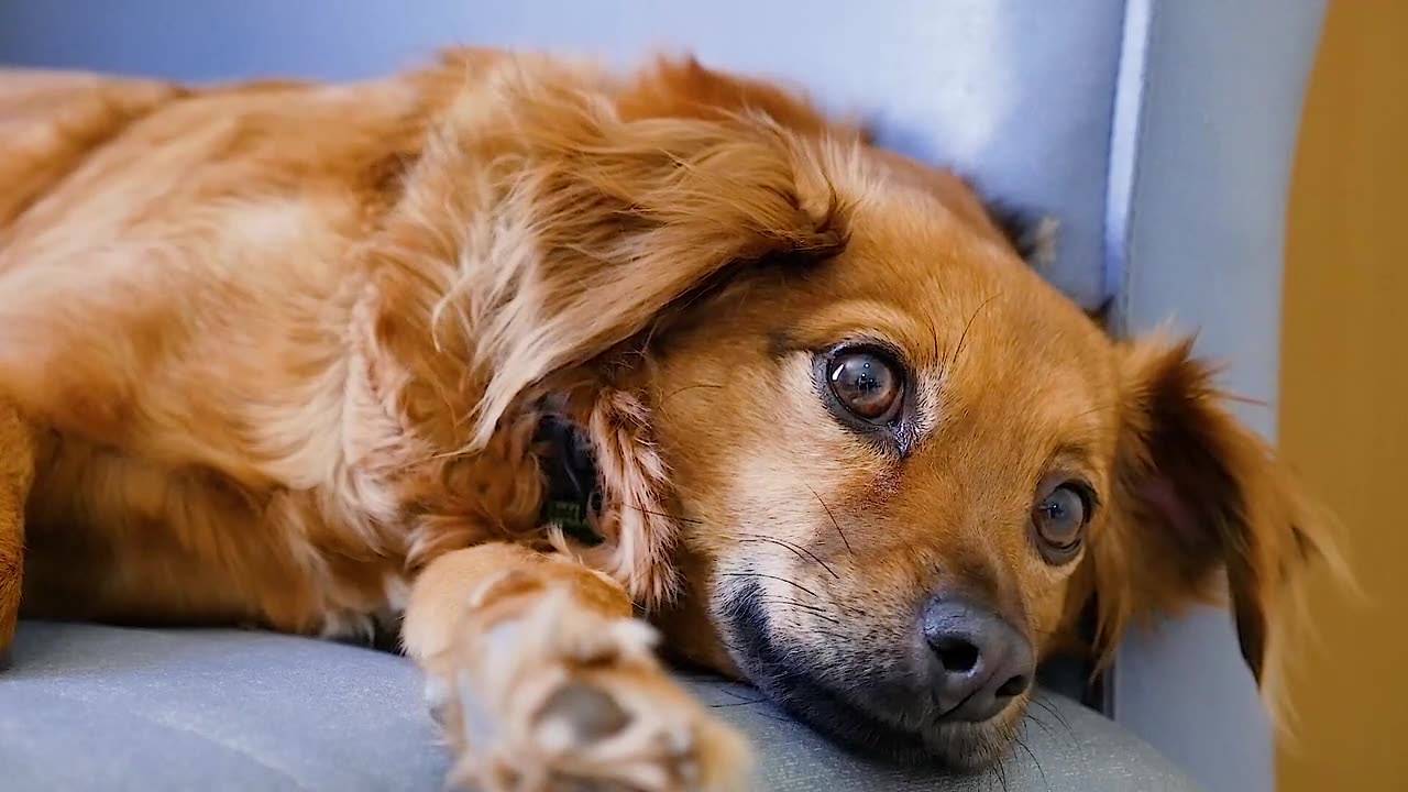 Cute dog video.