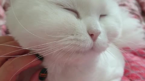 Sleepy cat 🐈