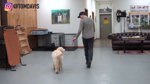 Teach your dog to walk