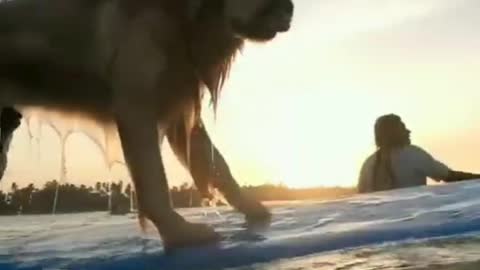 Dog swimming