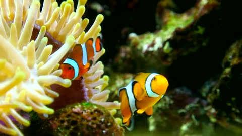 Clown fish in the reef