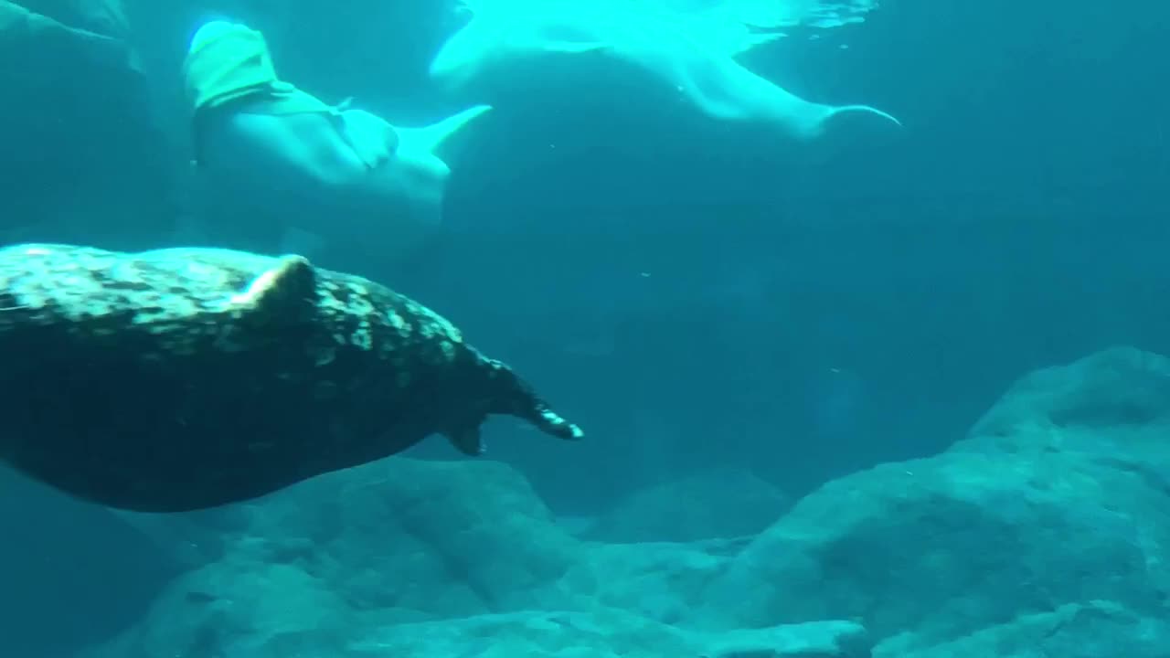 Beluga whales incredible play with large blanket underwater