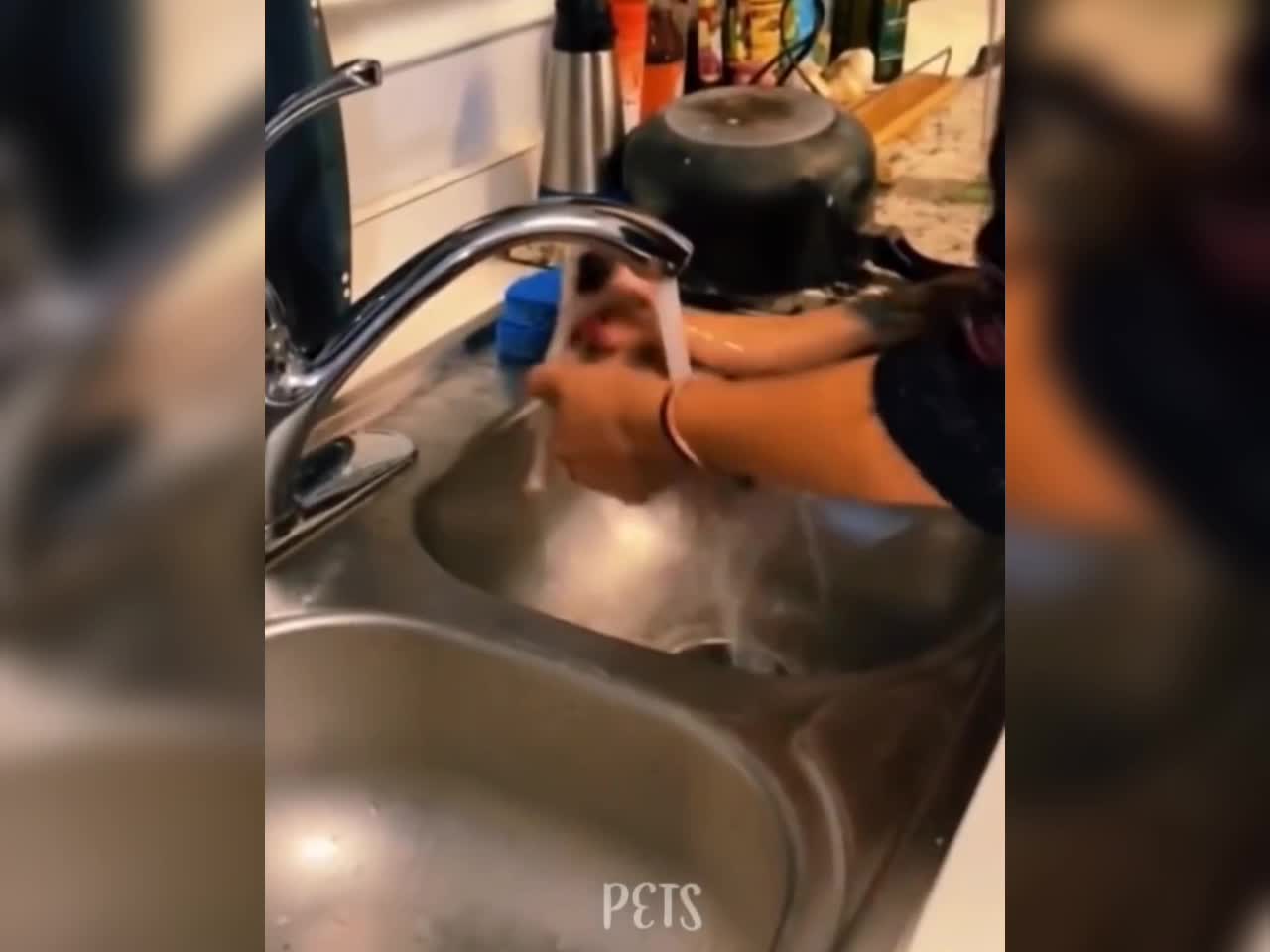 Dog video