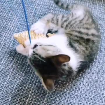 Cute Cats Playing with owner