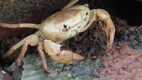 white crab walking and looking