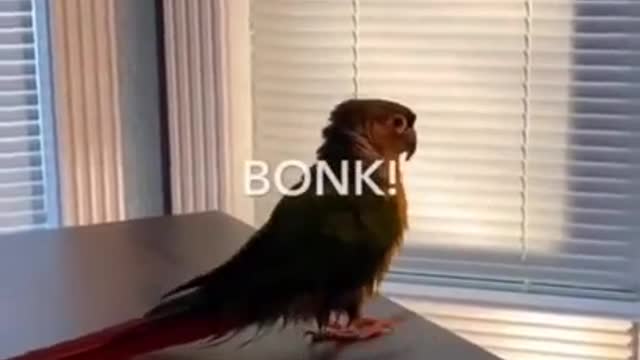 Bird Side Of TikTok
