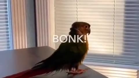 Bird Side Of TikTok