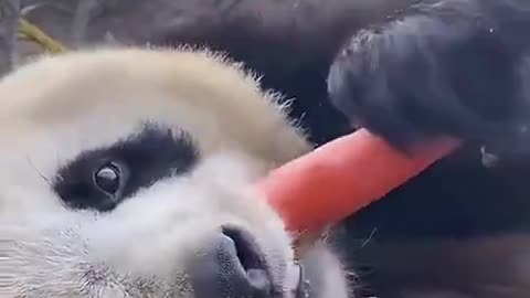 Cute panda