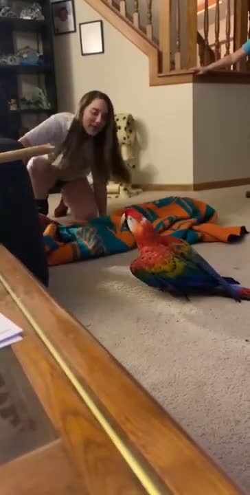 Rattu Tota || Funny Talking Parrot || funmit