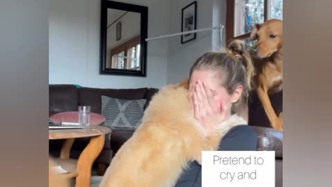 Dog reaction video 🐕🐶🐶🐶