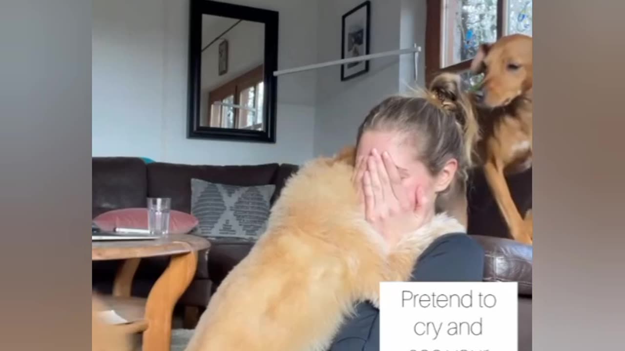 Dog reaction video 🐕🐶🐶🐶