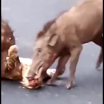 Wild Boar Attack Leopard |حمله بالای پلنگ