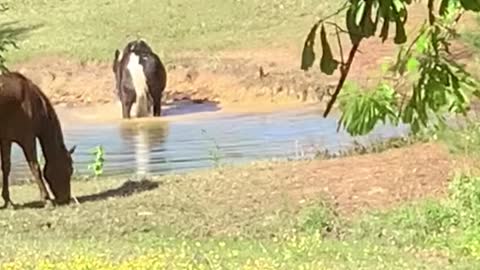 Mare loves to play in pond