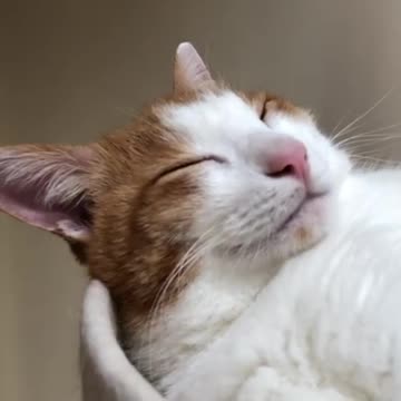 Happy cat wiggles tail while she sleeps