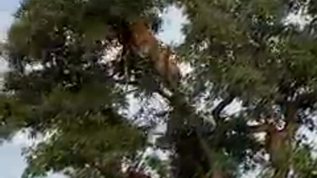 Tiger..