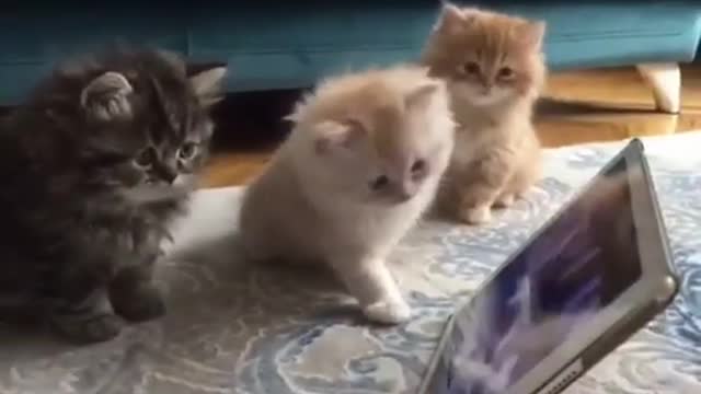 Cutest Cats : The most adorable, cutest and funny kittens Compilation