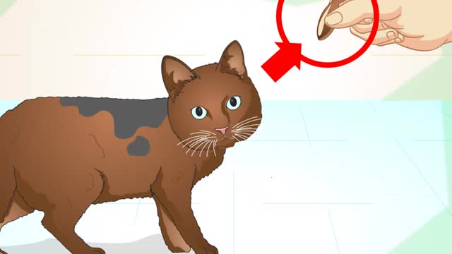 Basic cat traning tips