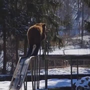 Urso descendo o escorregador