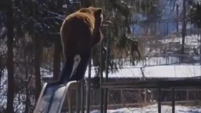 Urso descendo o escorregador