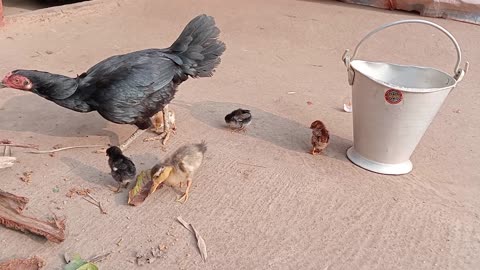 Duck child thought the chicken is its mother