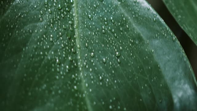 Leaf Close-Up