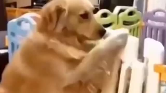 Try Not To Laugh At This Compilation Of Funny Dog Videos