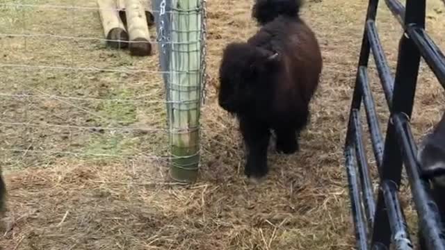 Yak Opens The Gate For Calves