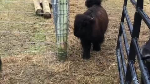 Yak Opens The Gate For Calves