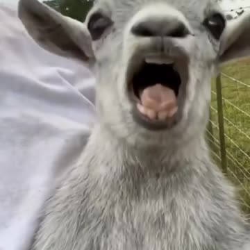 Savage goat screams for help😂😂