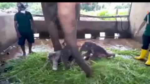 Awesome video about elephants in Sri Lanka