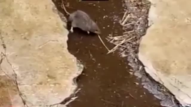 Mortal combatt:mouse vs checken mod