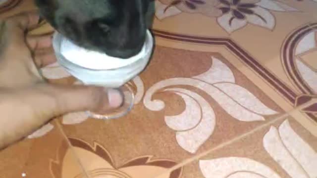 my rottwiler licking icecream