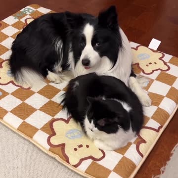 "Feline and Canine Doppelgängers: The Adorable Tale of Cat and Dog Twins!"