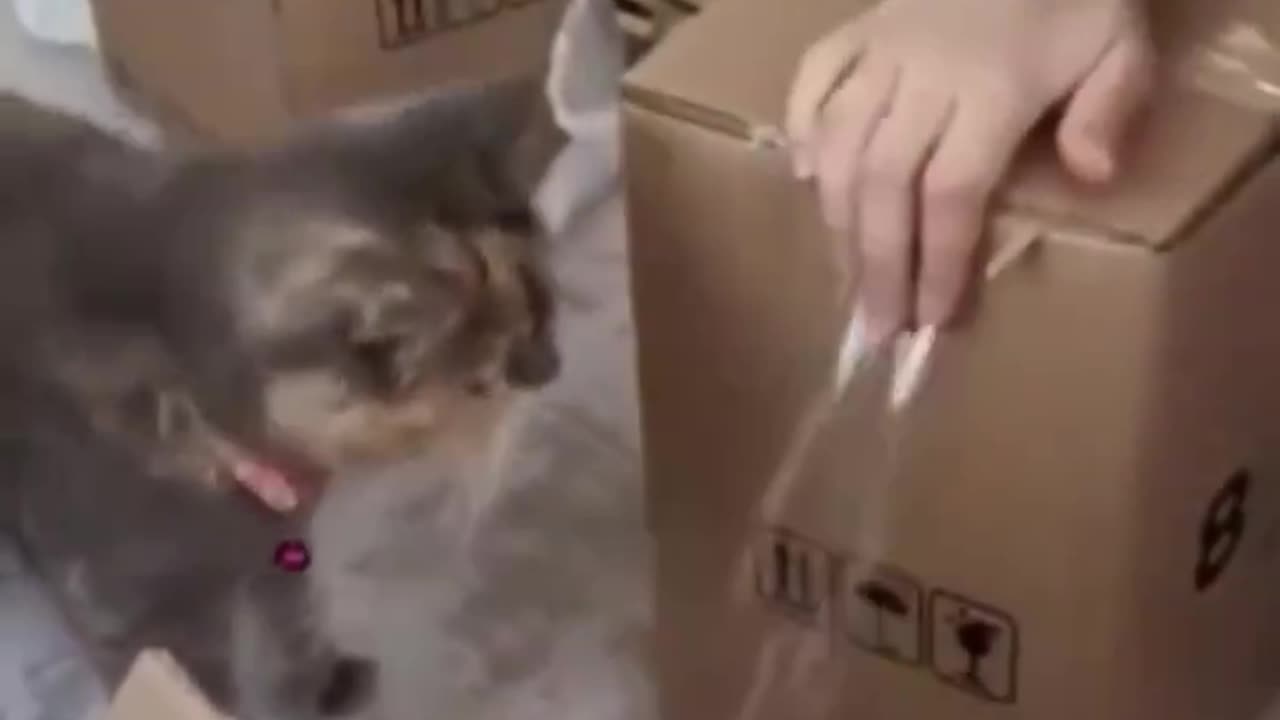 Funny Video: Cat Helps Owner Wrap a Package by Cutting Tape with Its Teeth! 🐱😂