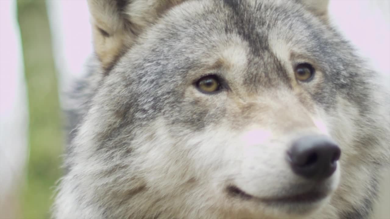 A brown wolf with beautiful fur in the jungles.