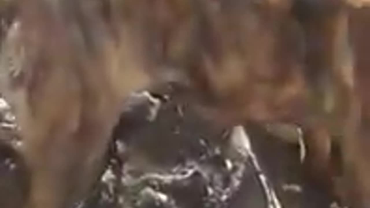 Dogs kill puma