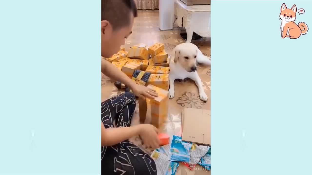 Dog Funny Funny Videos