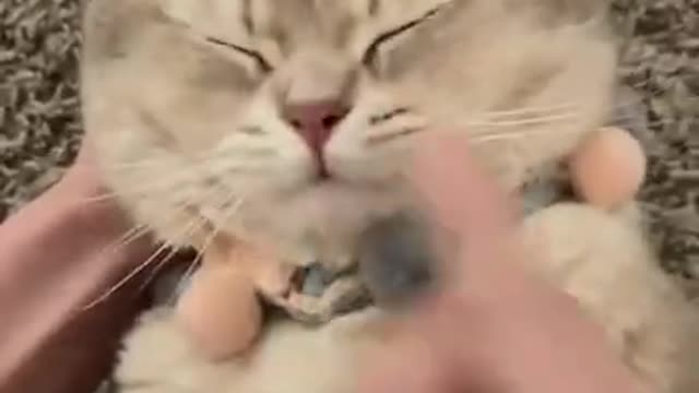 OMG so cute and funny cats