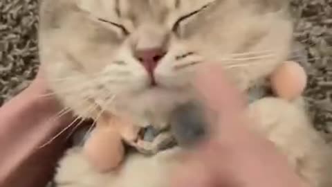 OMG so cute and funny cats