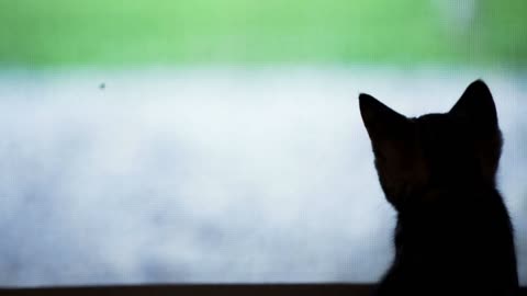 Cat silhouette observing over window