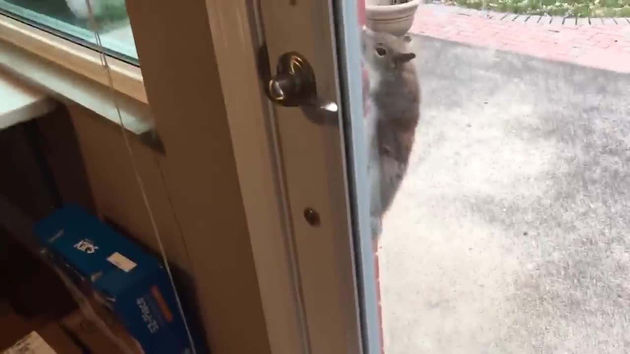 cute and funny cat playing with a squirrel 🐿️😂